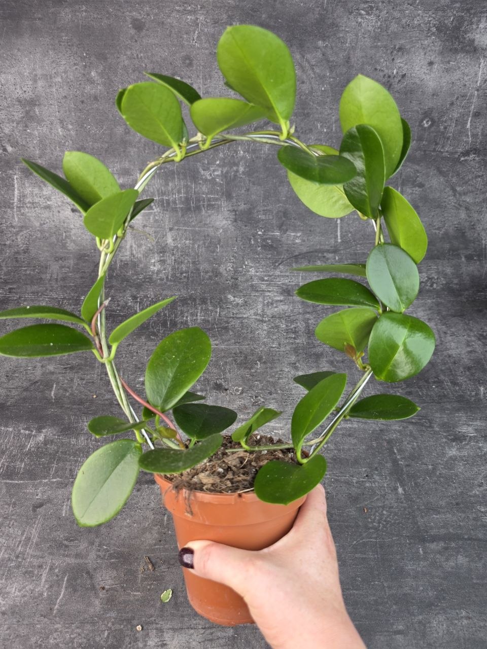 Hoya Australis zelená na kruhu 12 cm