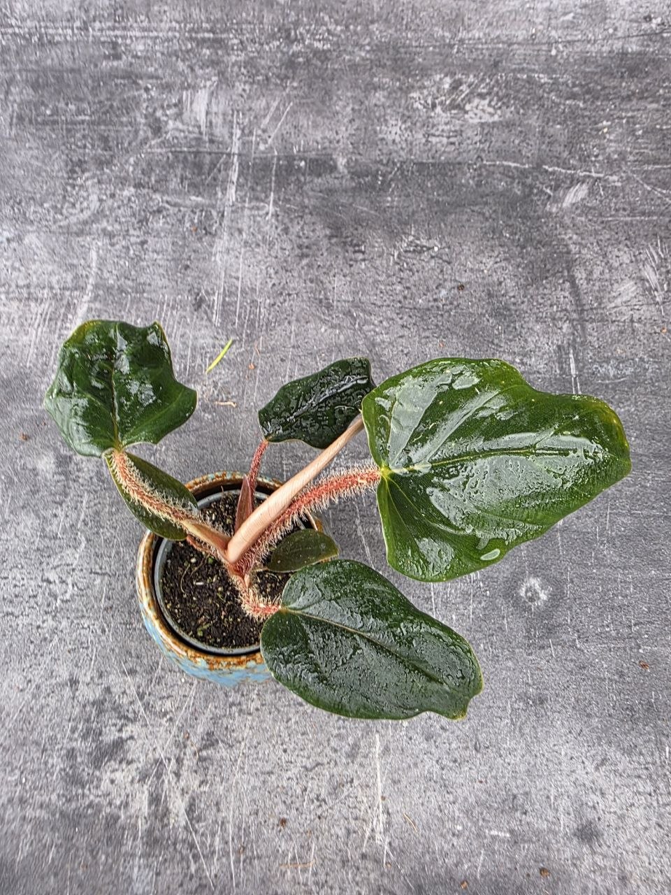 Philodendron Squamiferim