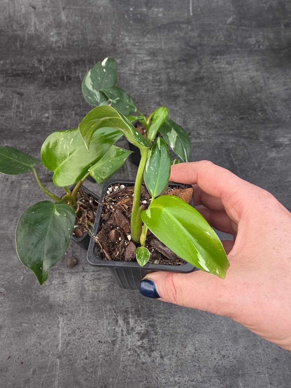 Pěstírna KYTKYshop Philodendron White S