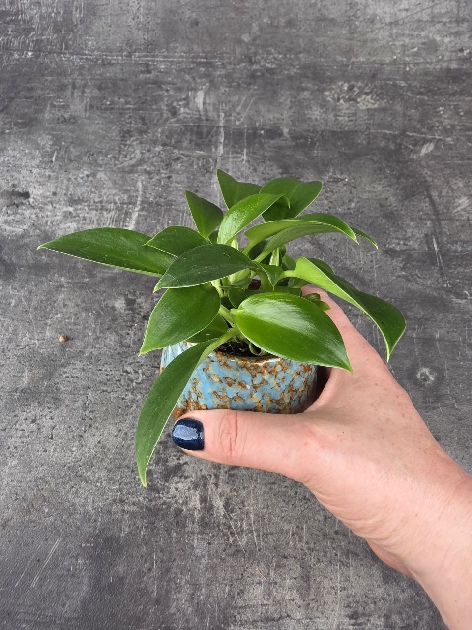 Philodendron Green princess mini