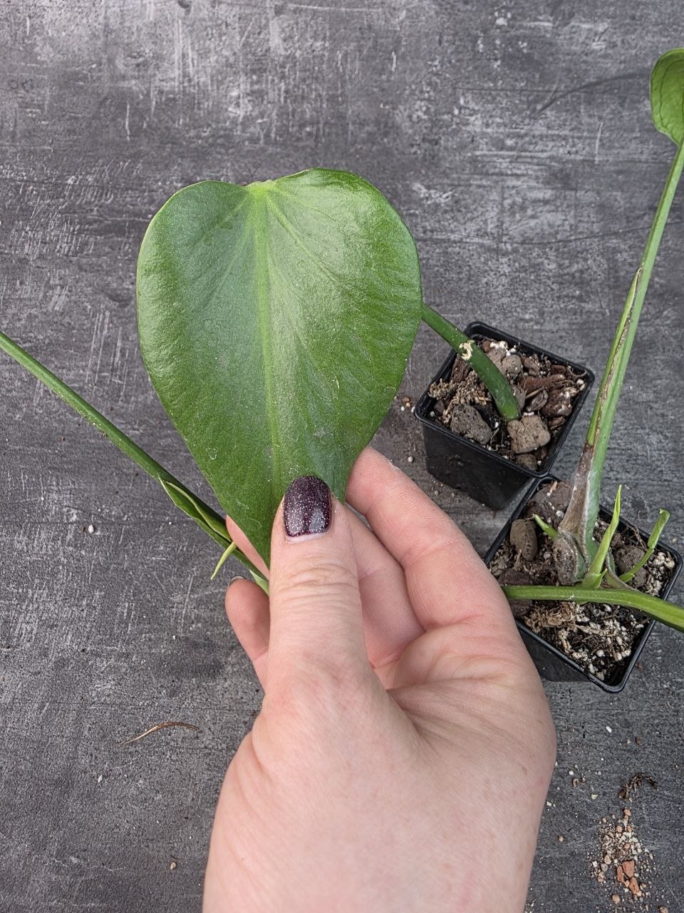 Pěstírna KYTKYshop monstera Burble Marx Flame