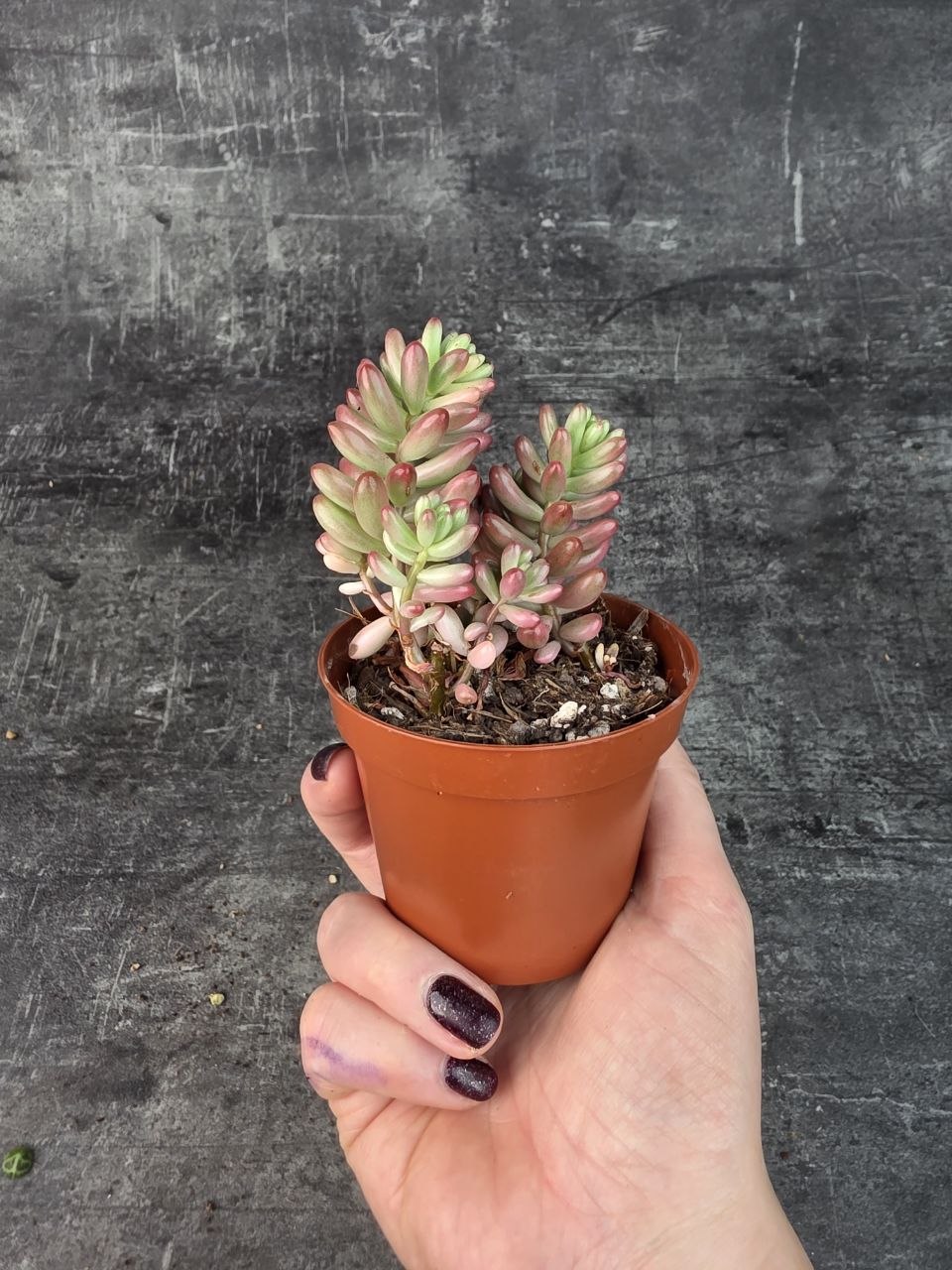 Sedum Rubrotinctum Aurora 8 cm