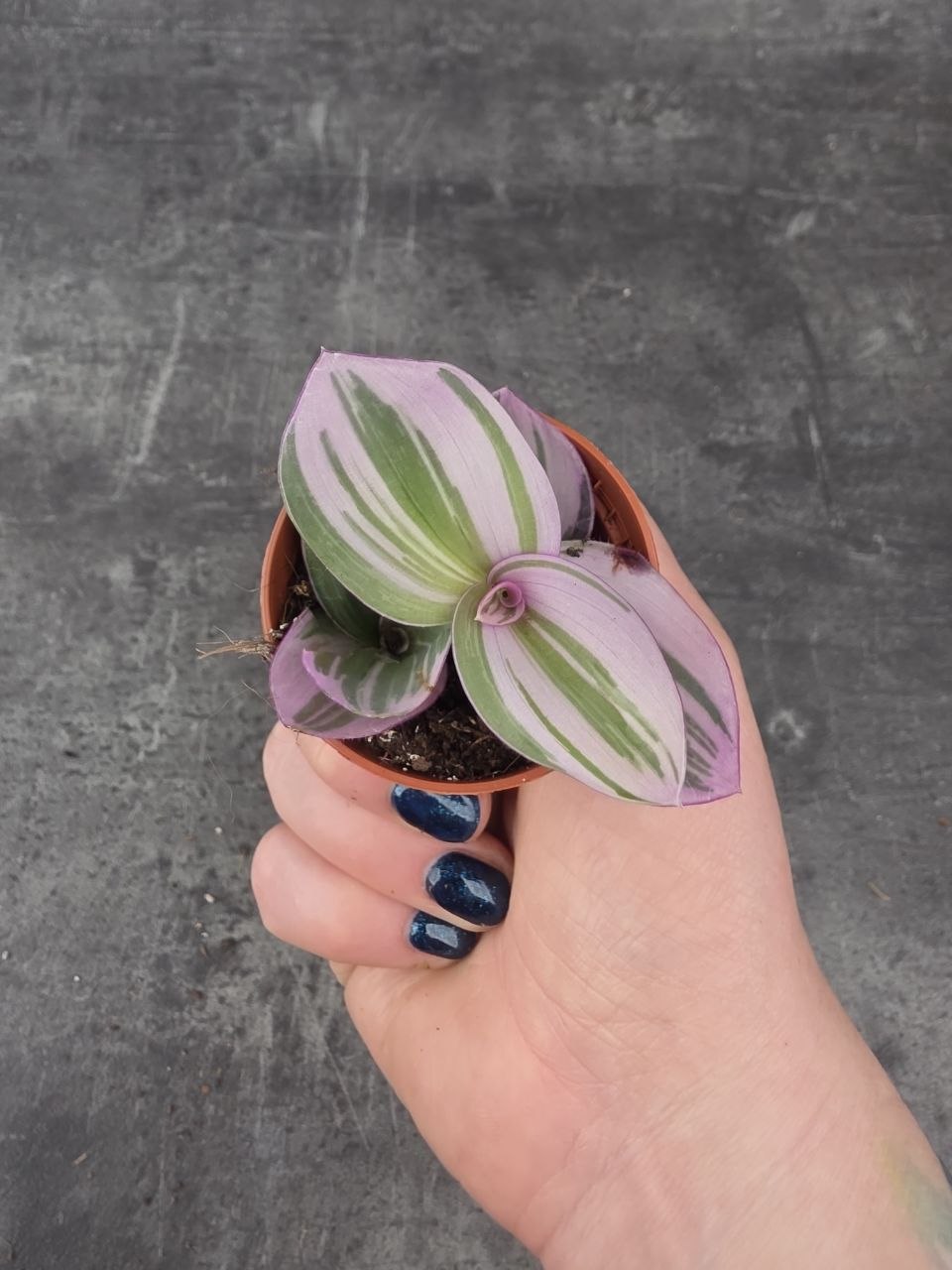 Tradescantia Albiflora Nanouk mini