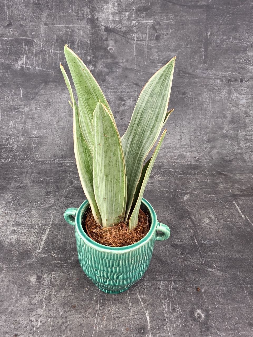 Sansevieria Metallica