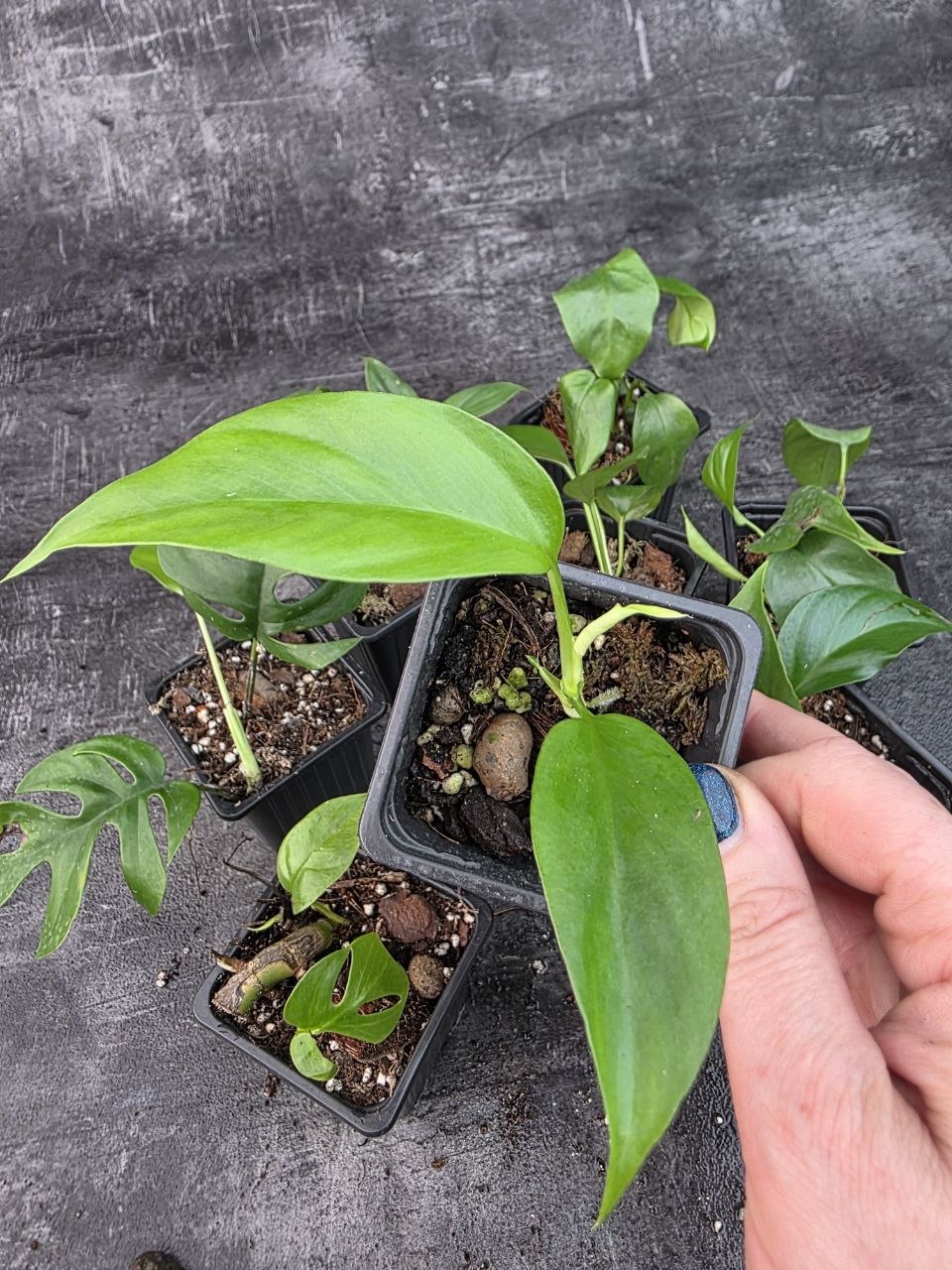 Pěstírna KYTKYshop Rhapidophora Tetrasperma mini