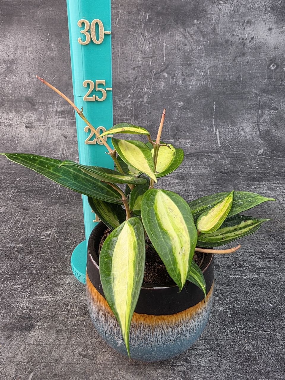 Hoya EasyCare Pot of Gold 11 cm