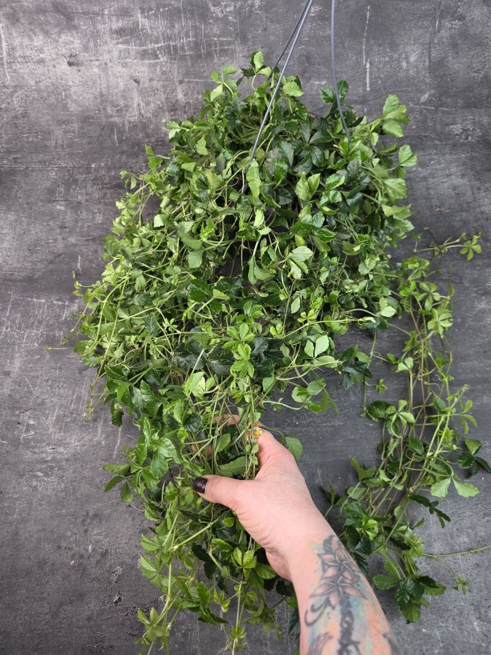 Cissus Striata závěs XL