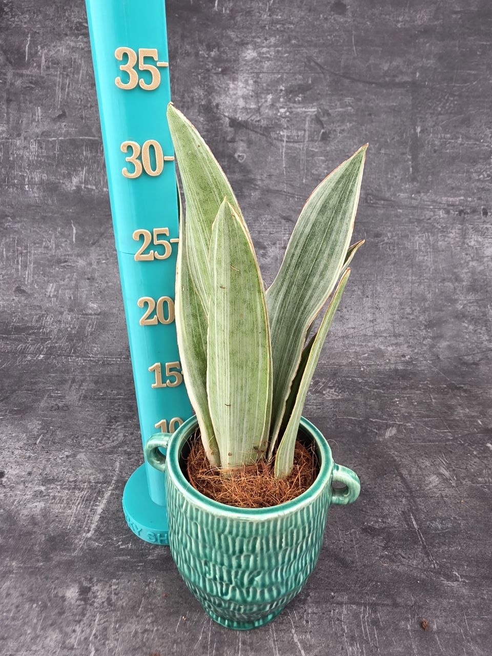 Sansevieria Metallica