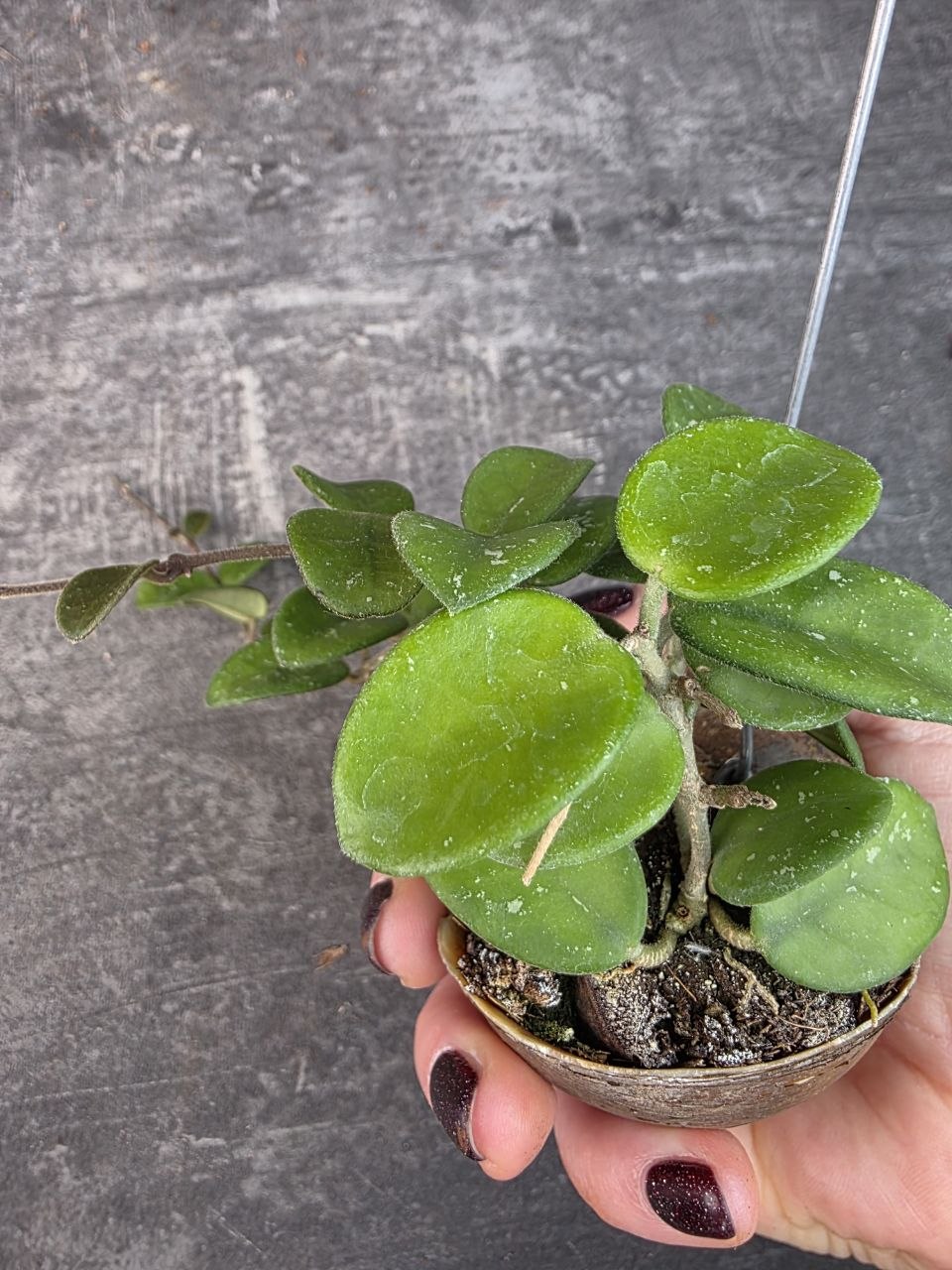 Hoya ve šnečí ulitě mathilde 10