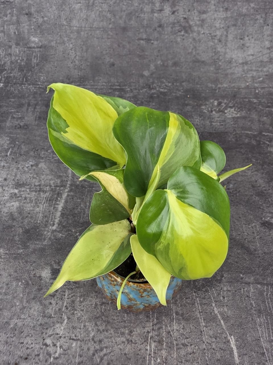 Philodendron Scandens Brasil mini