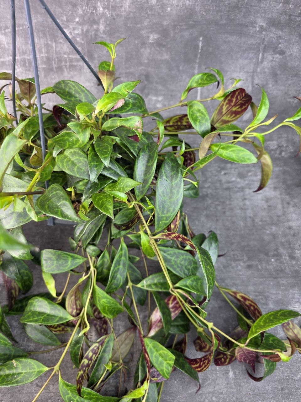 Aeschynanthus Marmoratus 14 cm