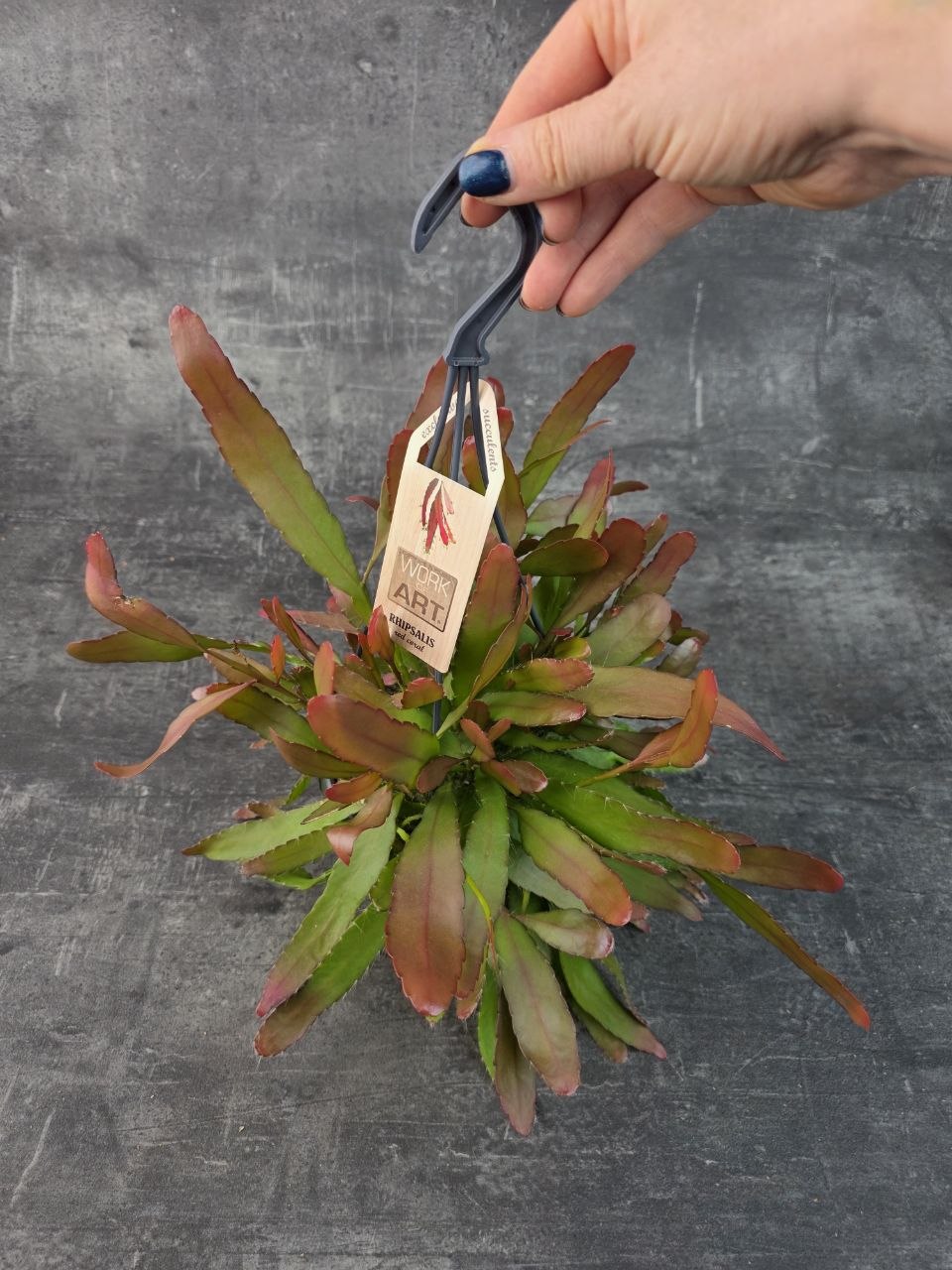 Rhipsalis Red Coral závěs extra vybarvený