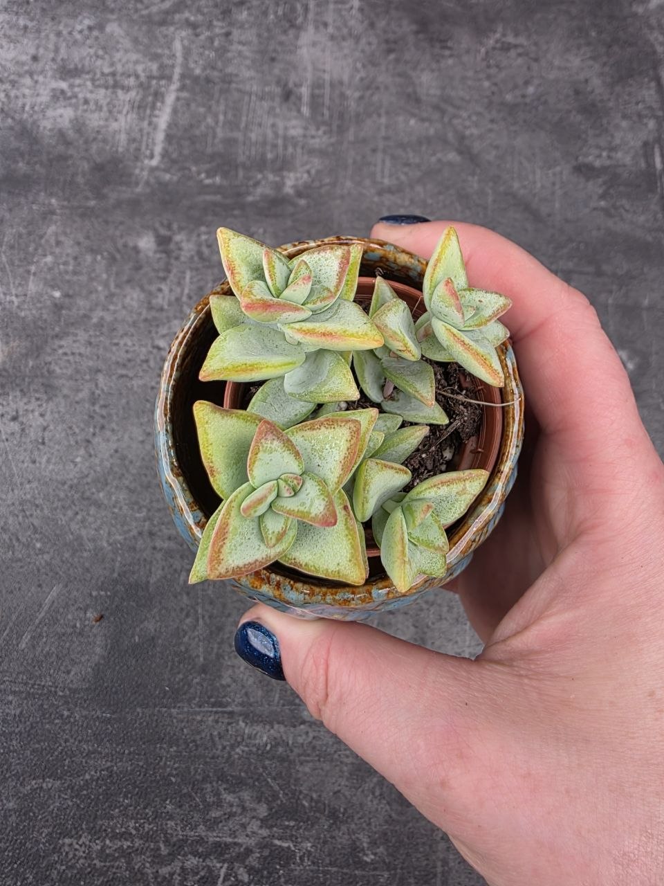 Crassula perforata mini