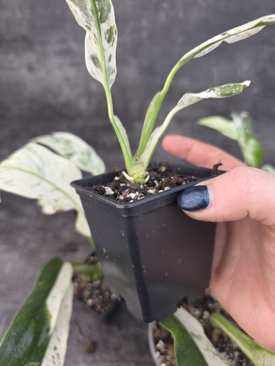 Pěstírna KYTKYshop Rhamidophora Puberula