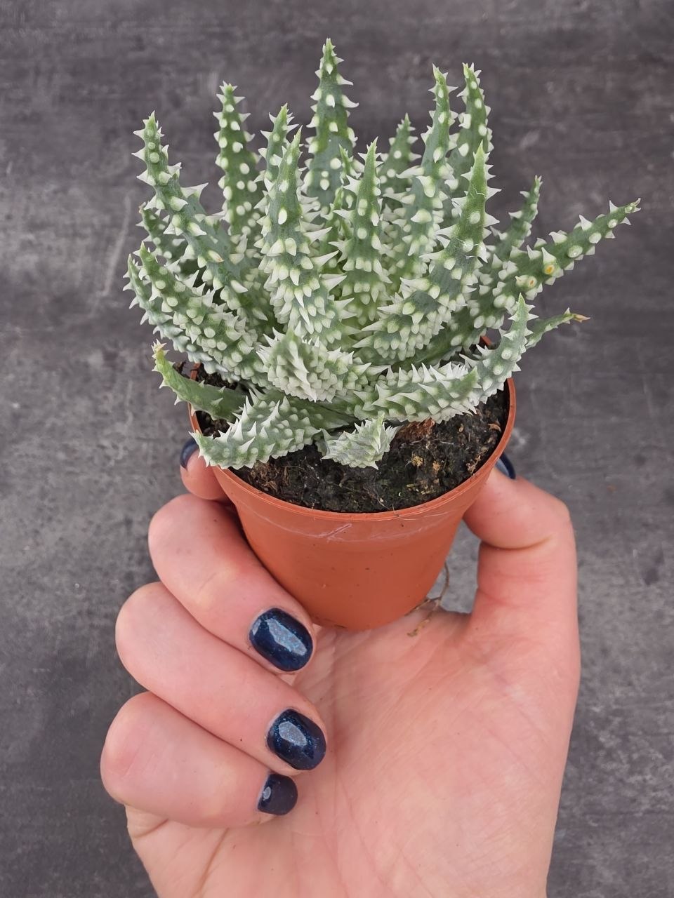 Aloe Humilis Shark mini