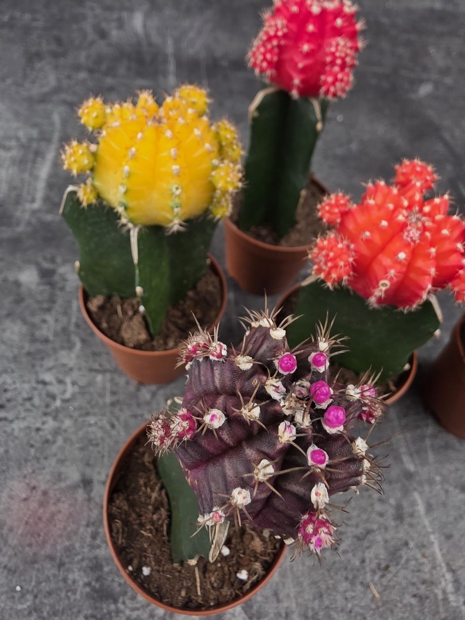 Kaktus Gymnocalycium