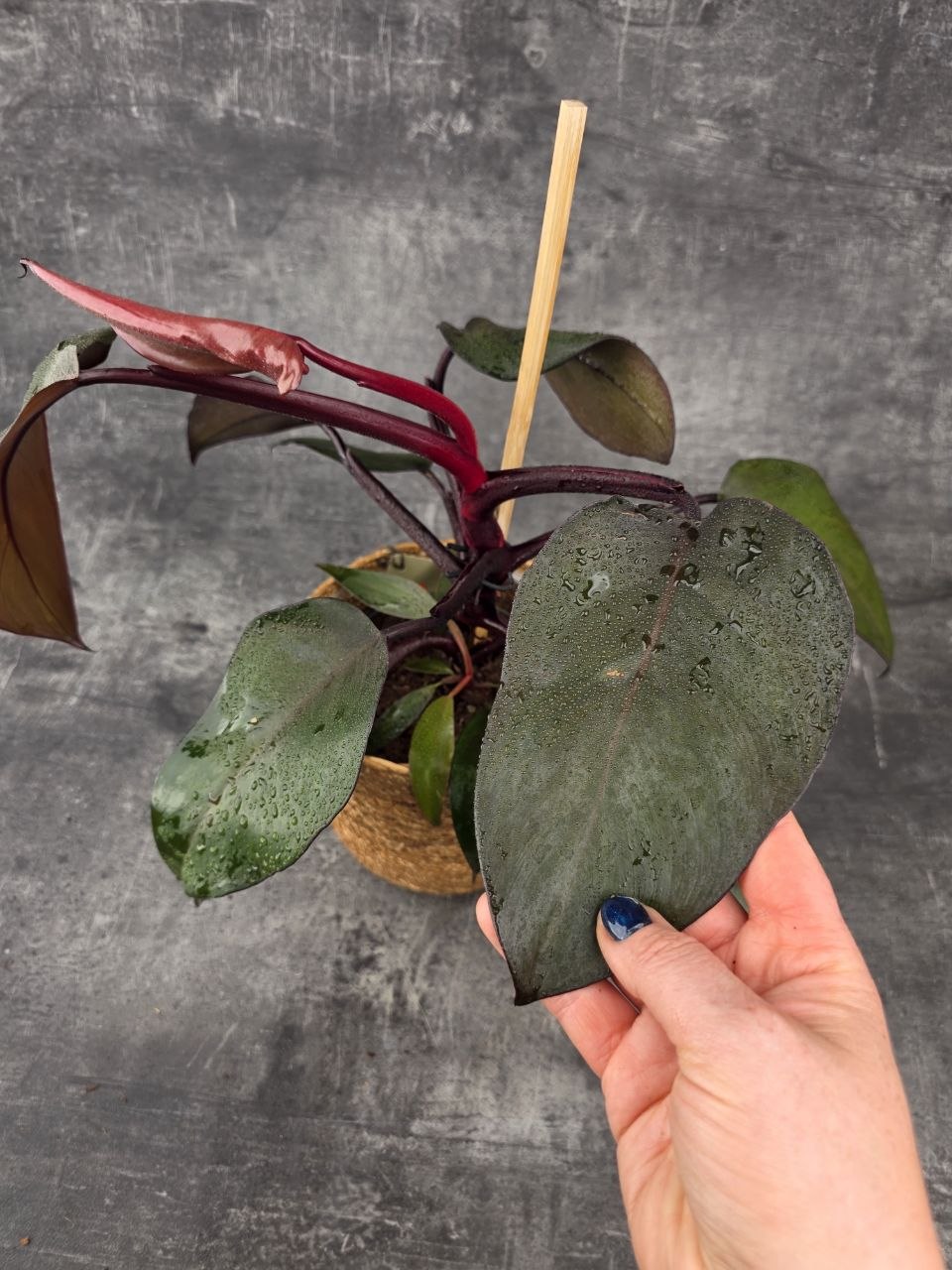 Philodendron New Red