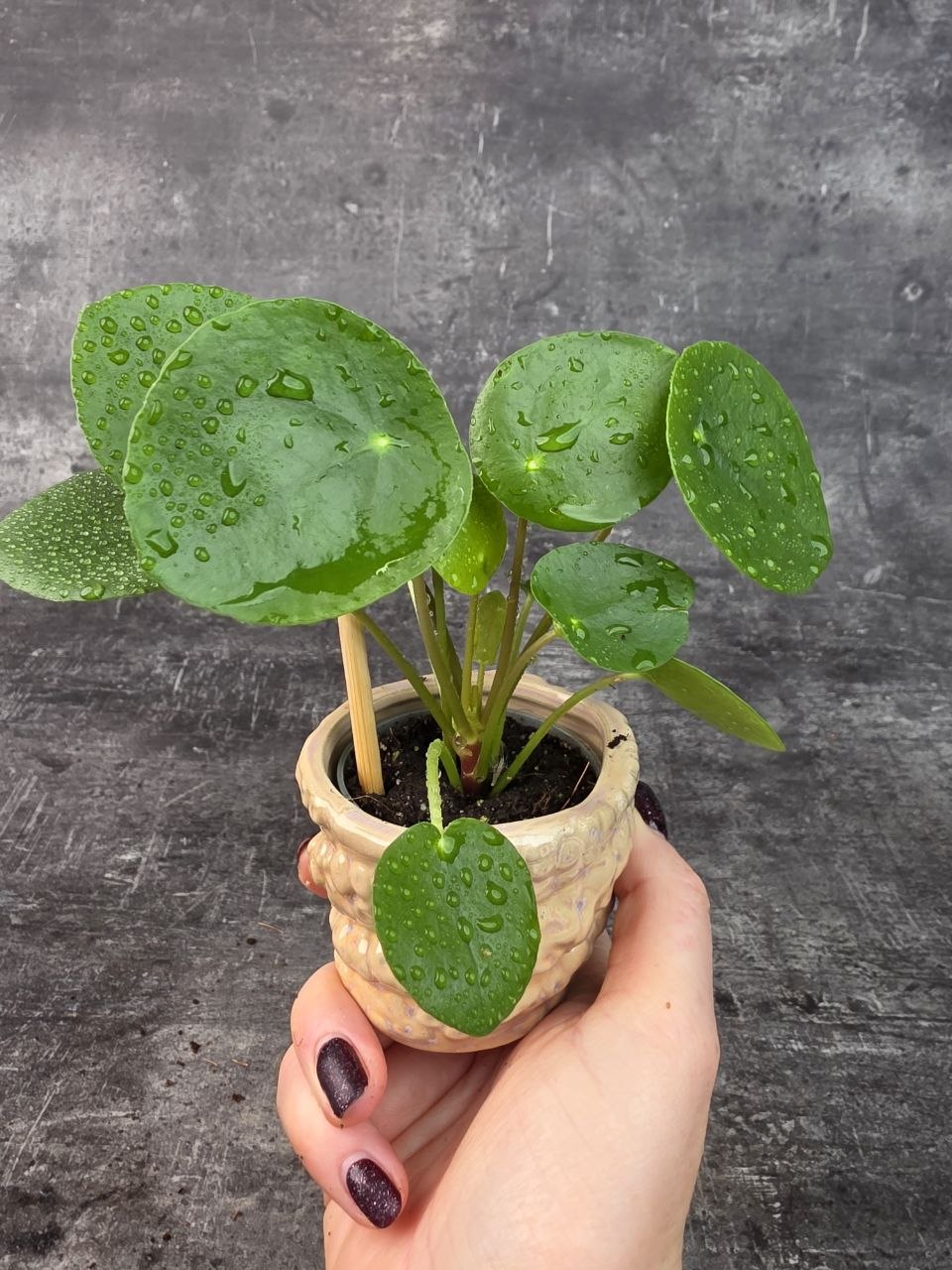 Pilea Peperomioides mini