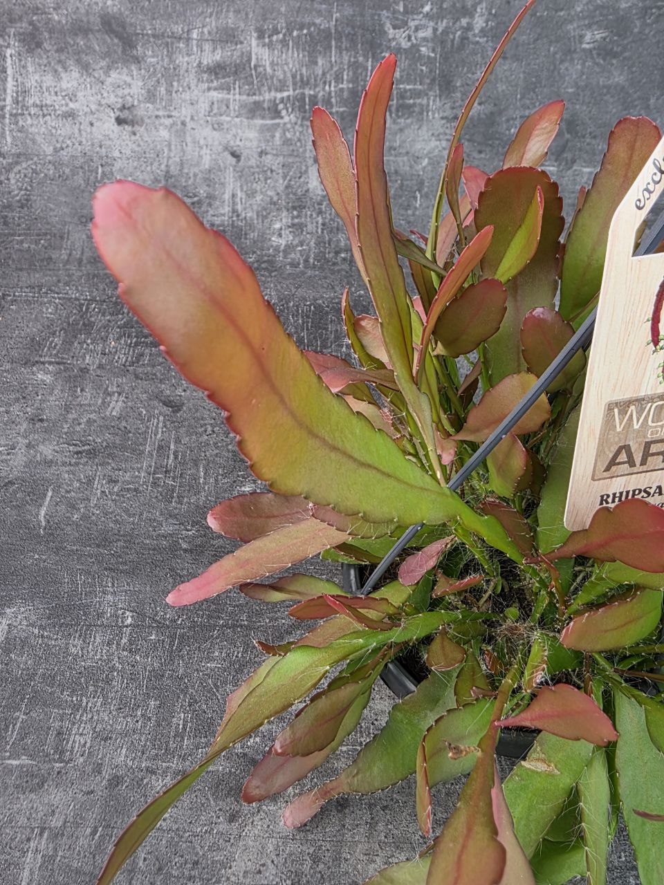Rhipsalis Red Coral závěs extra vybarvený