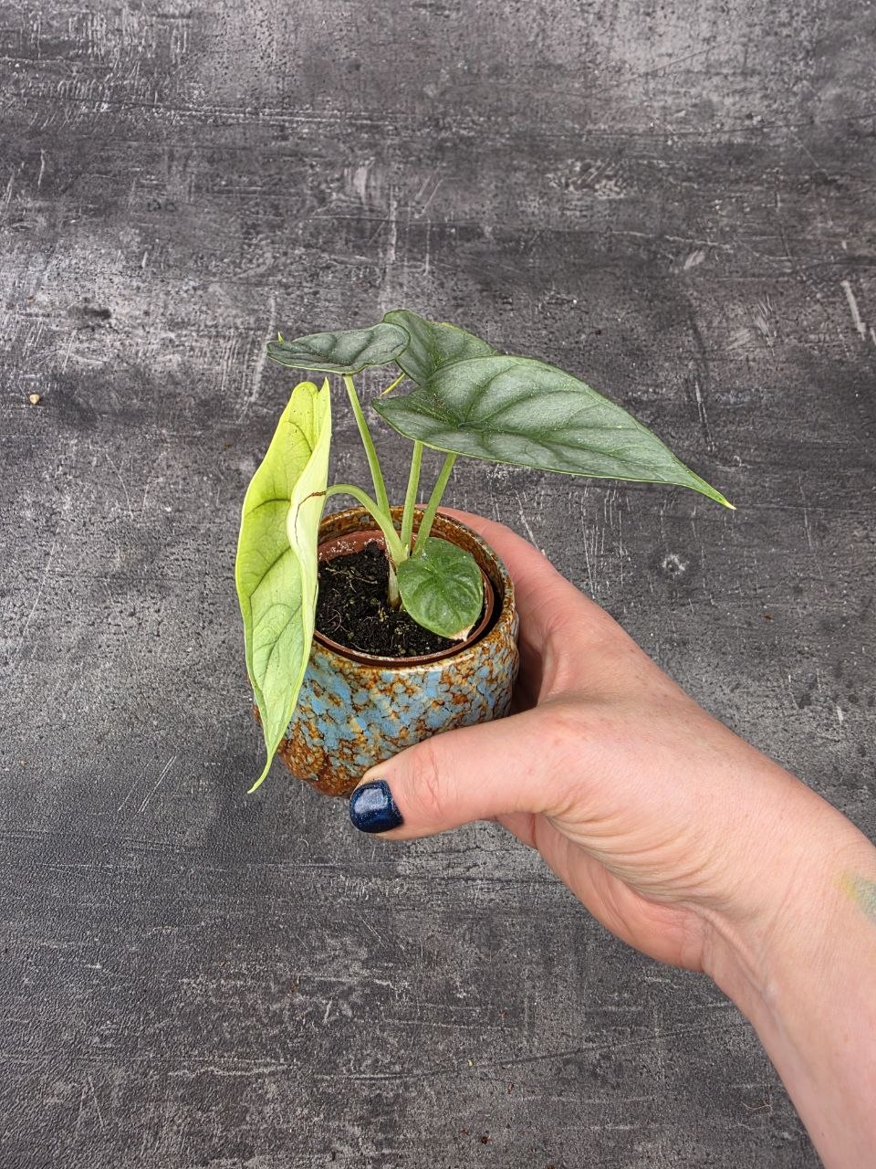 Alocasia Silver Dragon mini