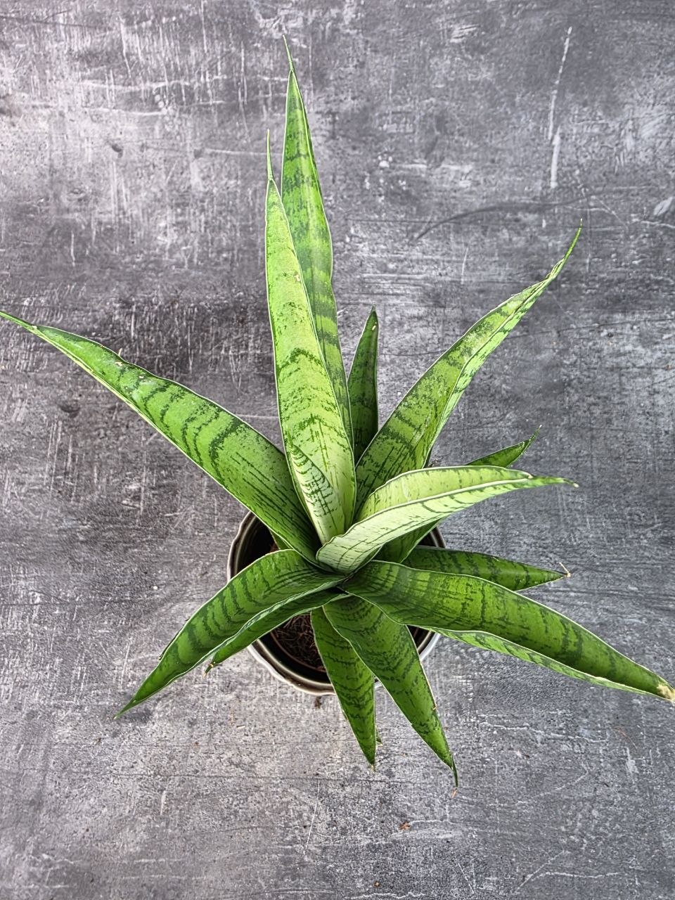 Sansevieria Tough Lady 10,5 cm