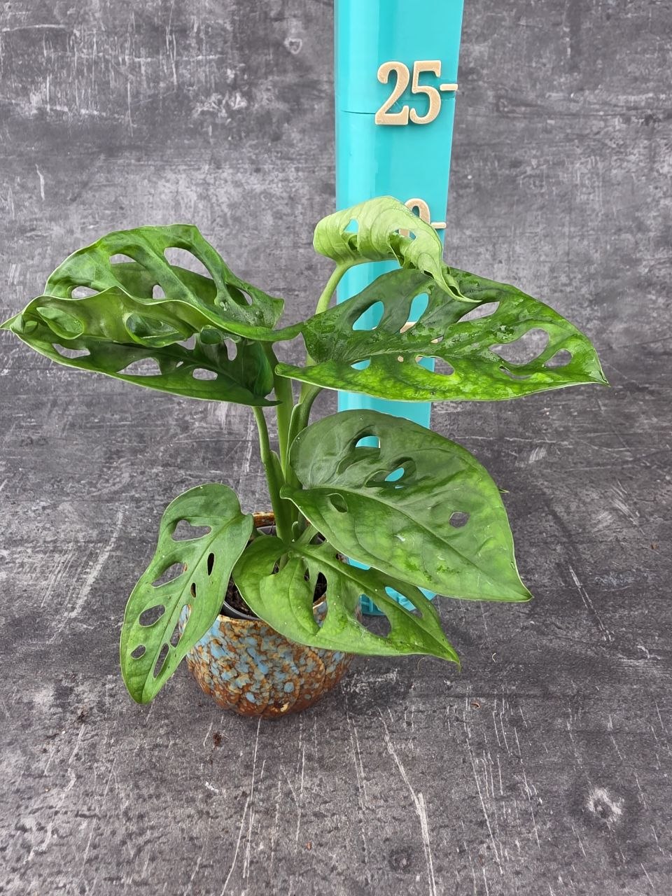 Monstera Adansonii Monkey Mask mini