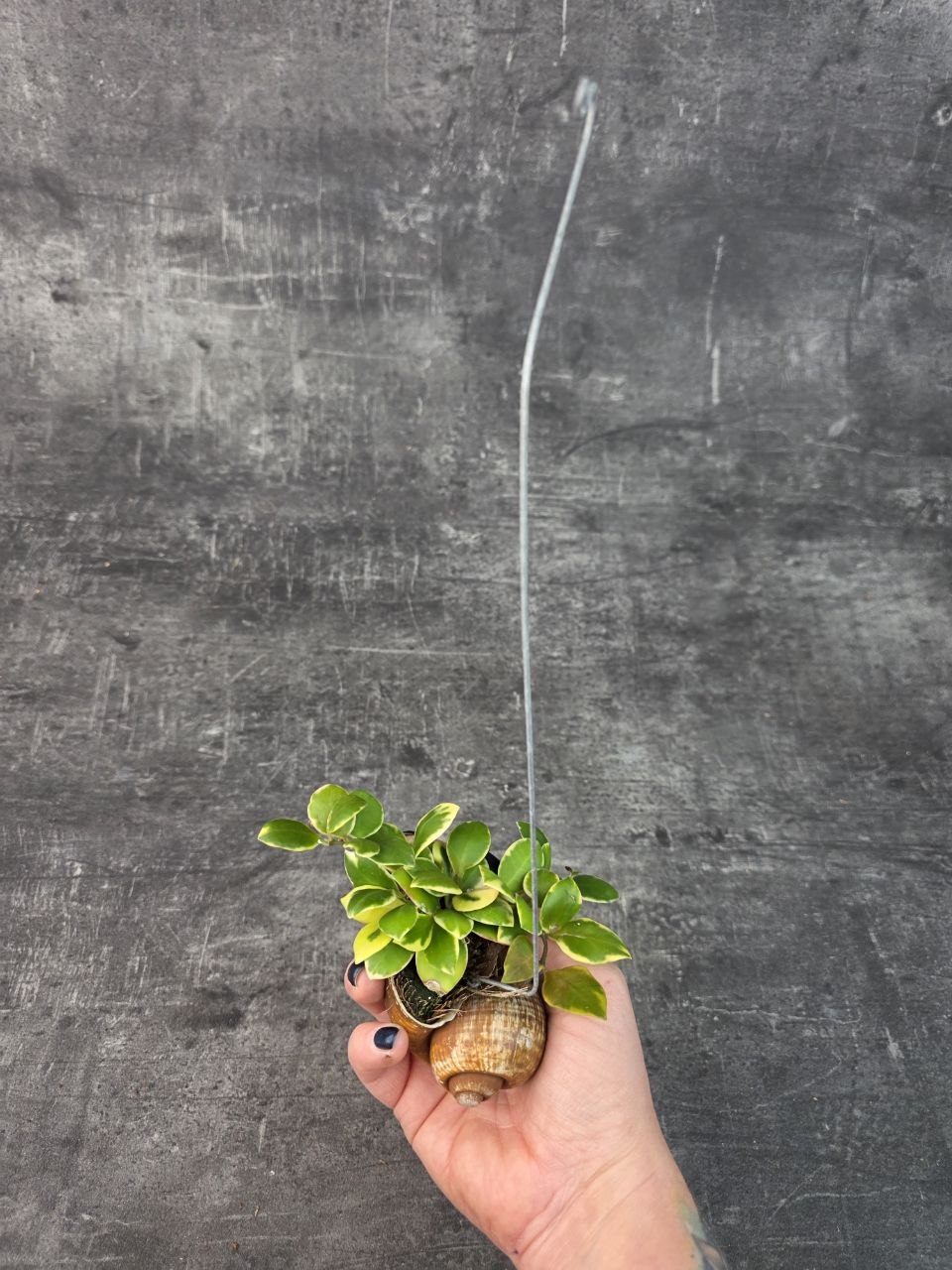 Hoya ve šnečí ulitě heuschkeliana 3