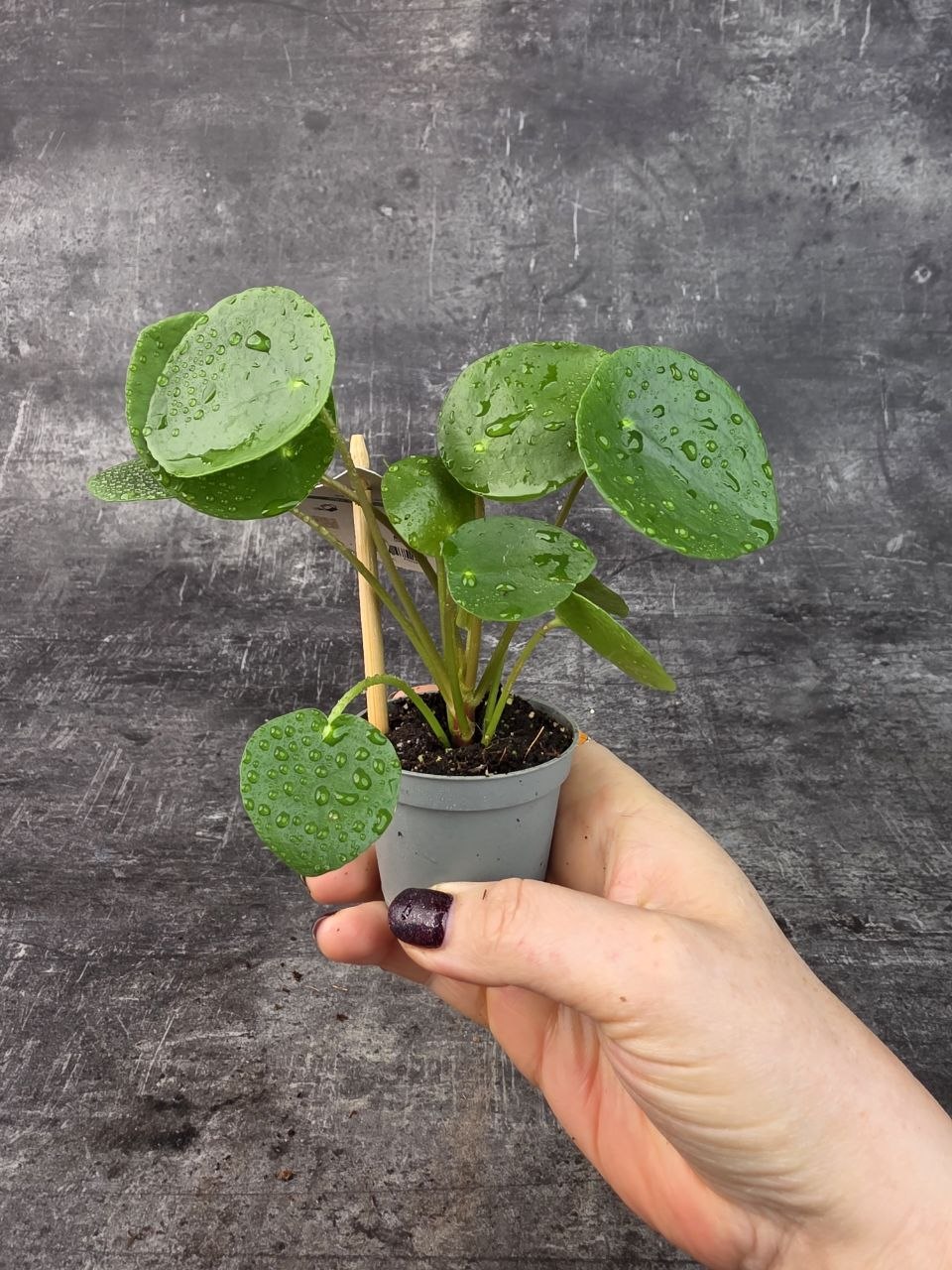 Pilea Peperomioides mini