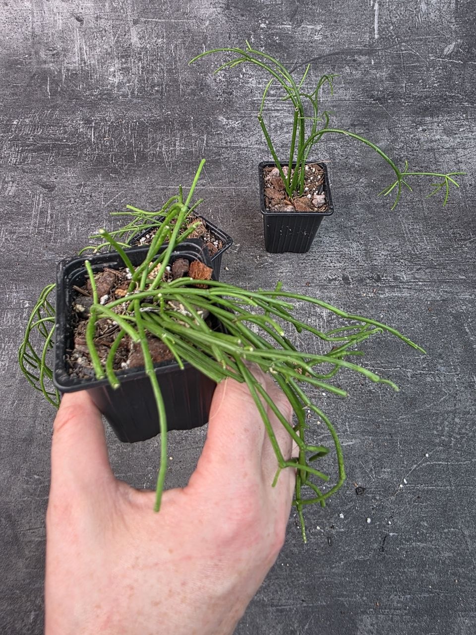 Pěstírna KYTKYshop Rhipsalis Oasis