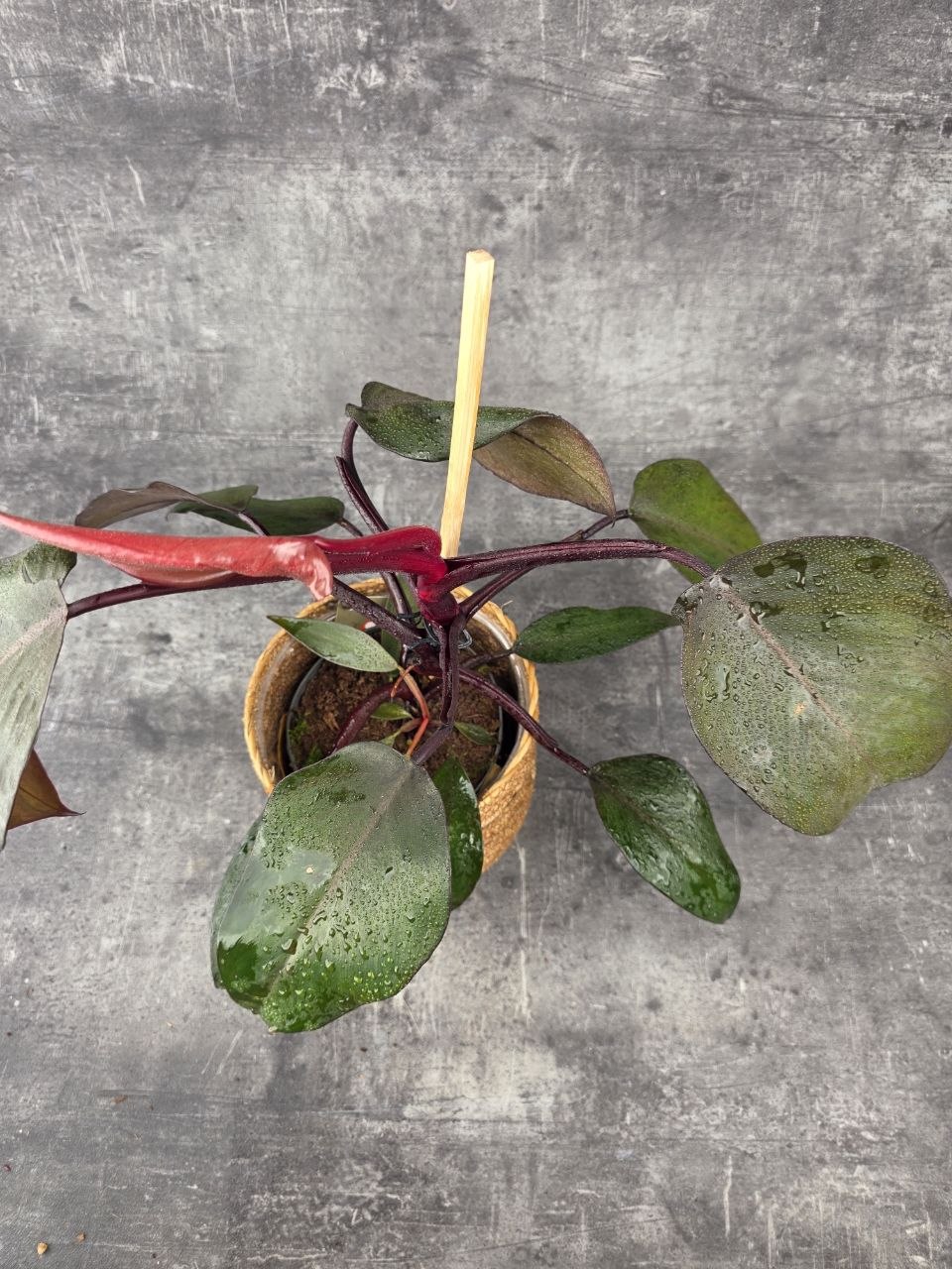 Philodendron New Red