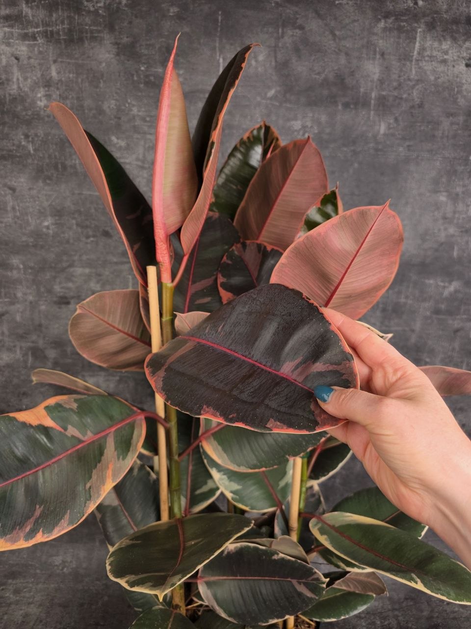 Ficus belize XXL