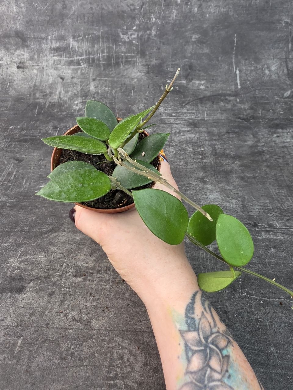 Hoya Chouke 9 cm