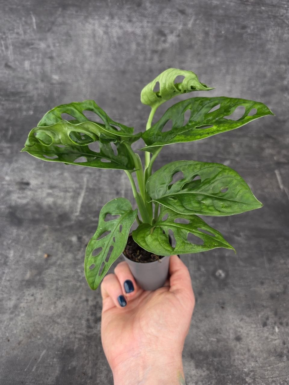 Monstera Adansonii Monkey Mask mini