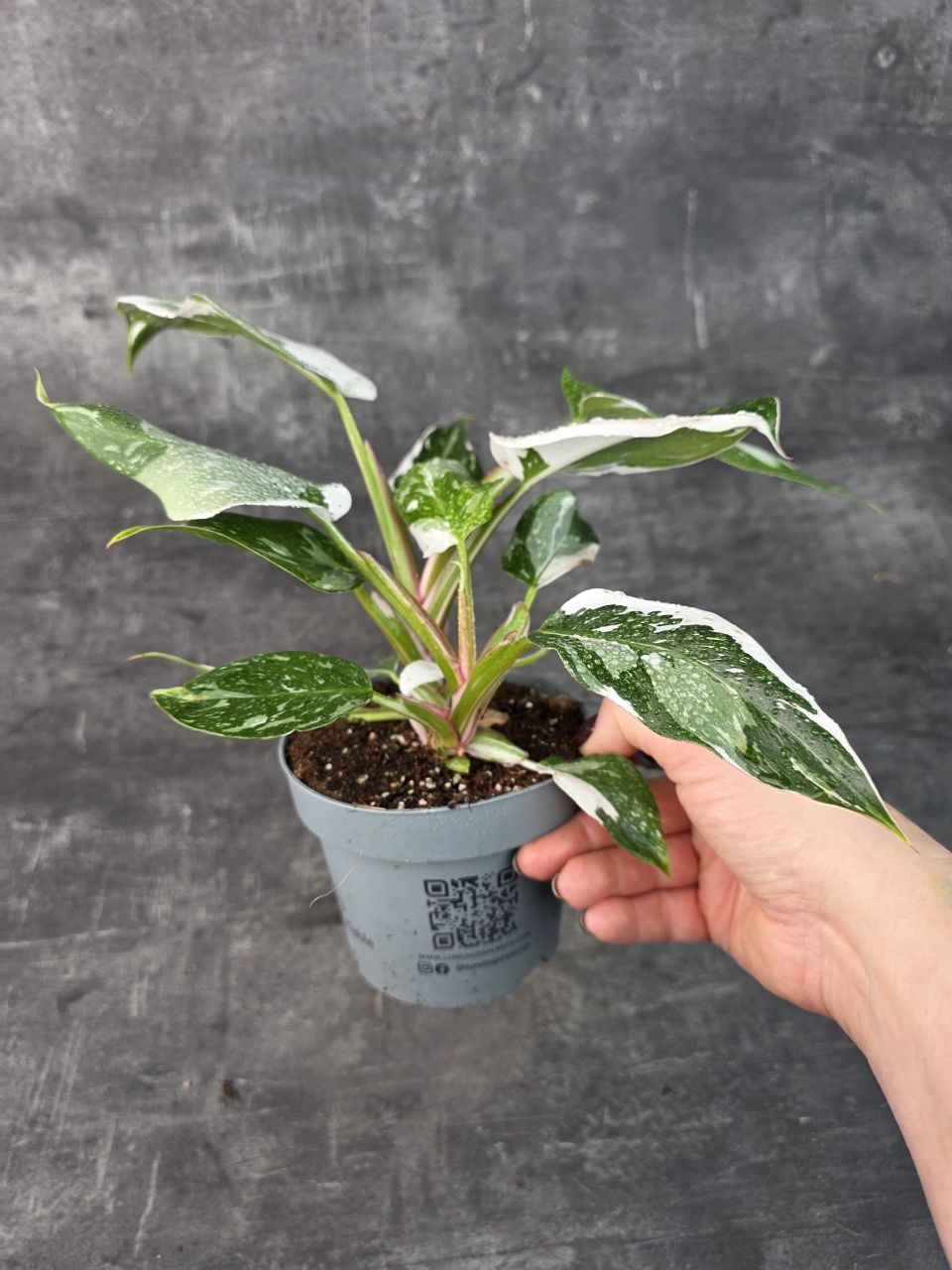 Philodendron White Princess 12 cm