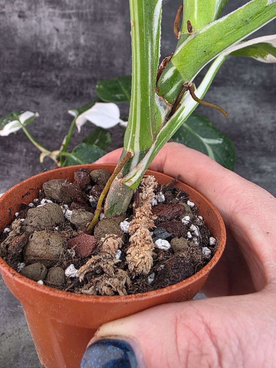Pěstírna KYTKYshop Philodendron White L