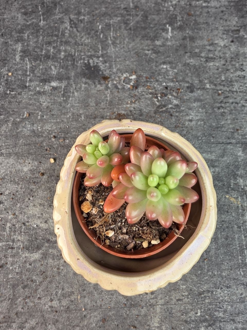 Sedum Rubrotinctum Aurora mini