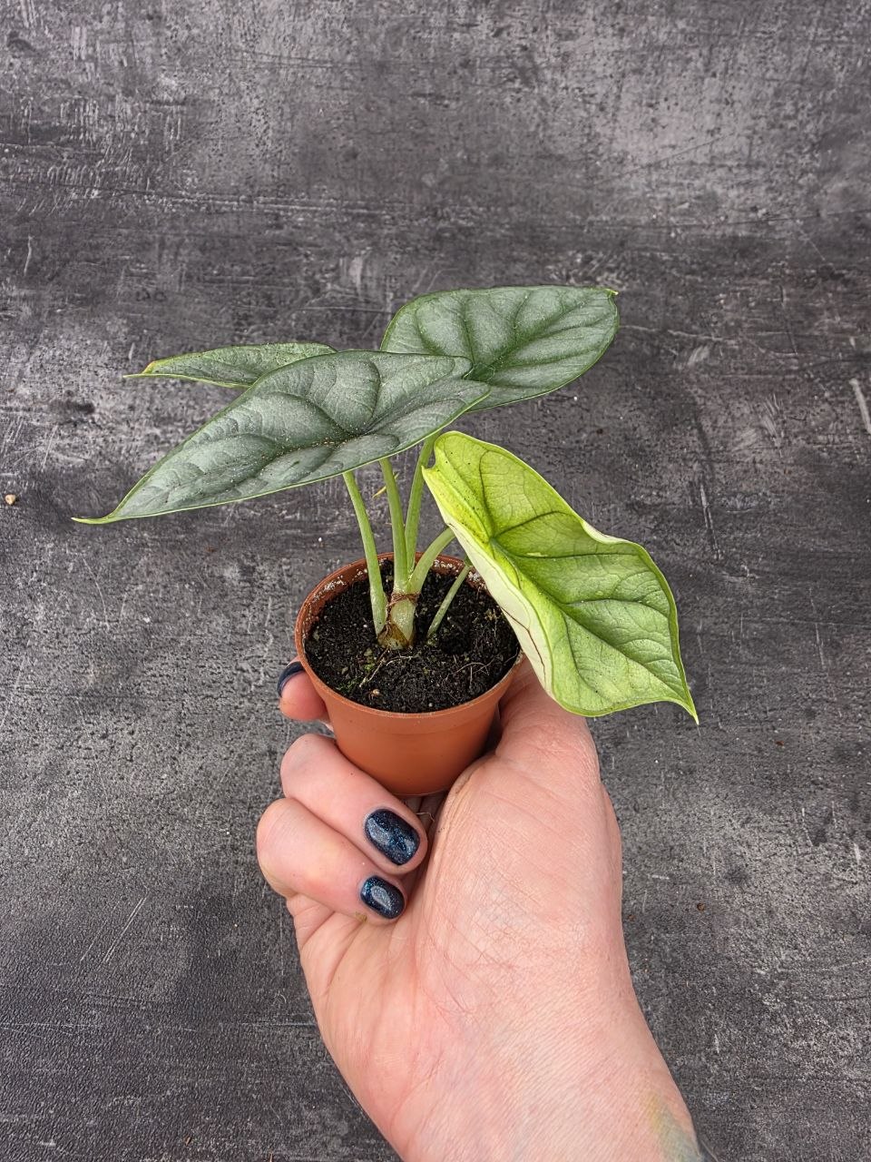 Alocasia Silver Dragon mini