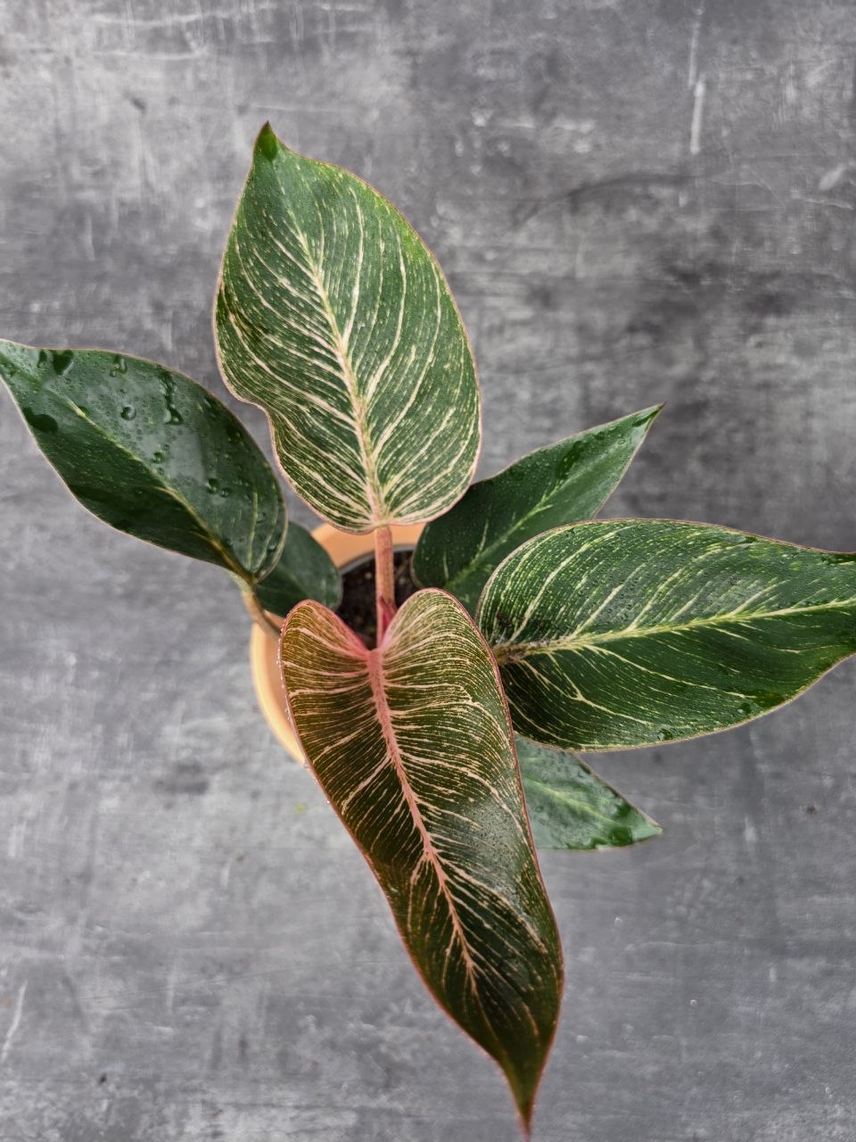 Philodendron Pink Birkini 12 cm