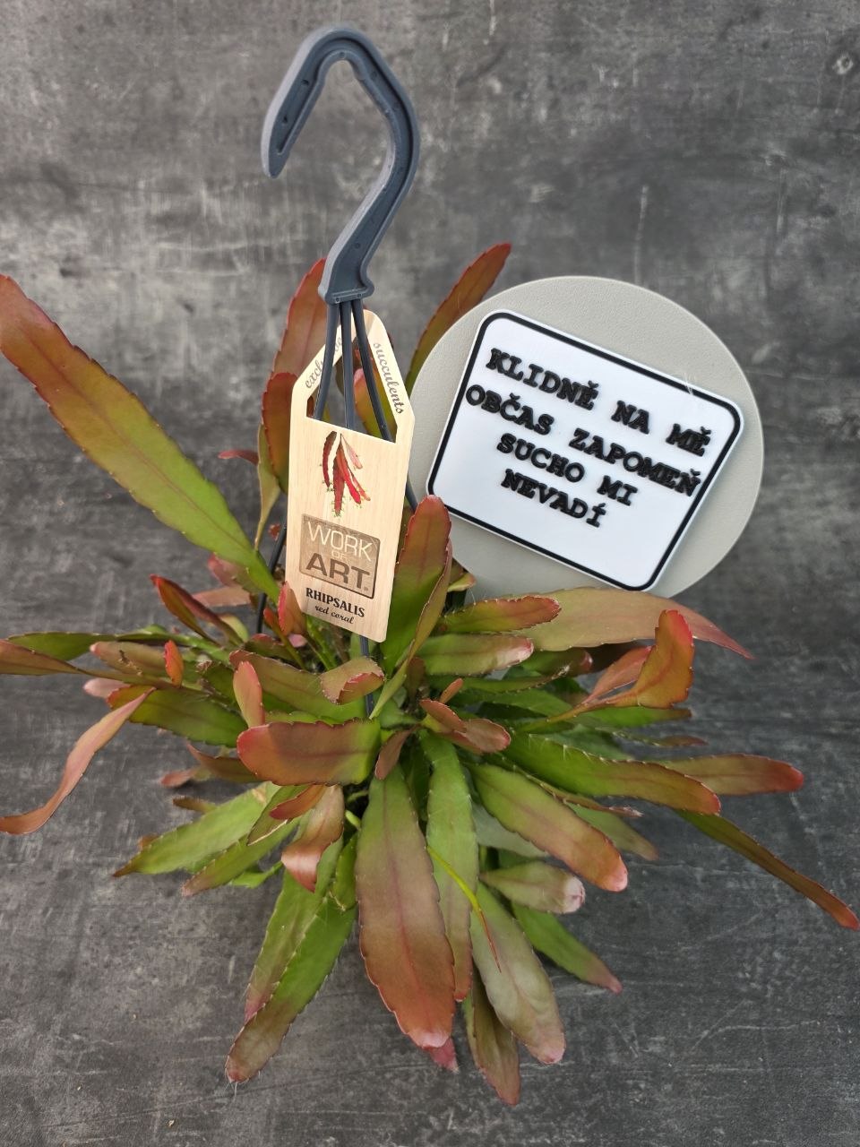 Rhipsalis Red Coral závěs extra vybarvený