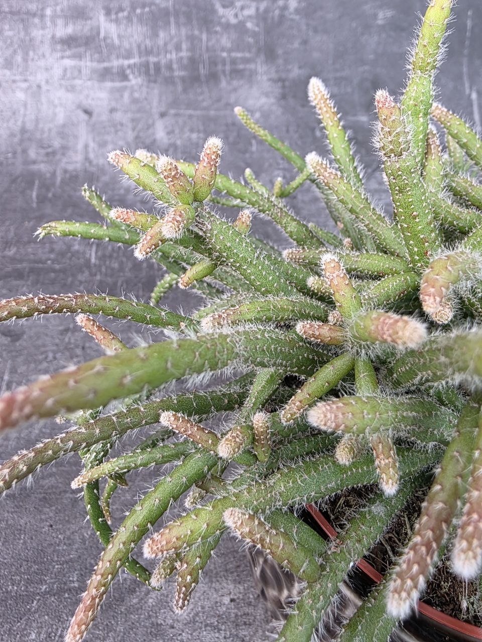Rhipsalis Horrida  12 cm