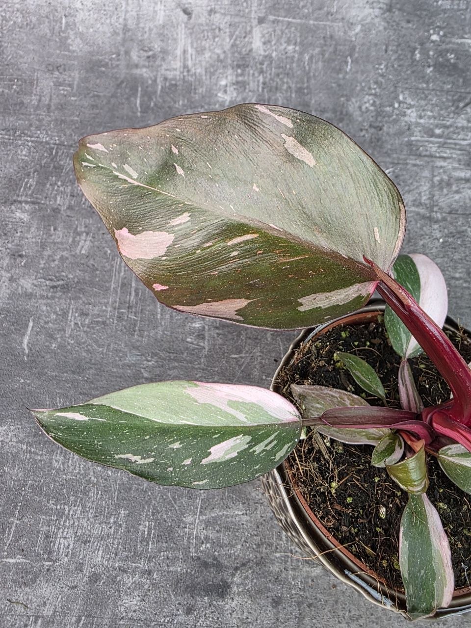 Philodendron Pink Princess 12 cm