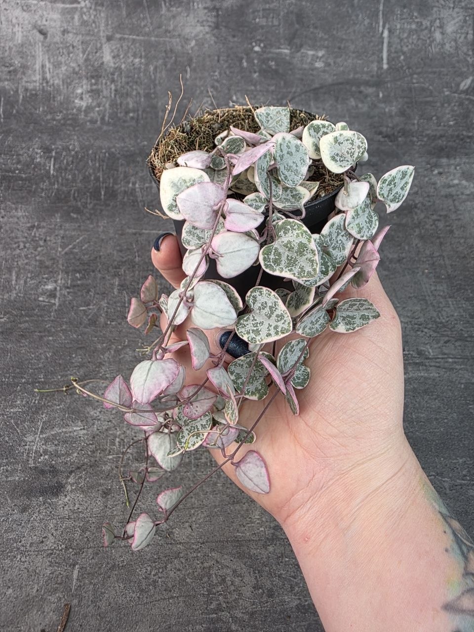 Ceropegia Woodii variegata 8 cm