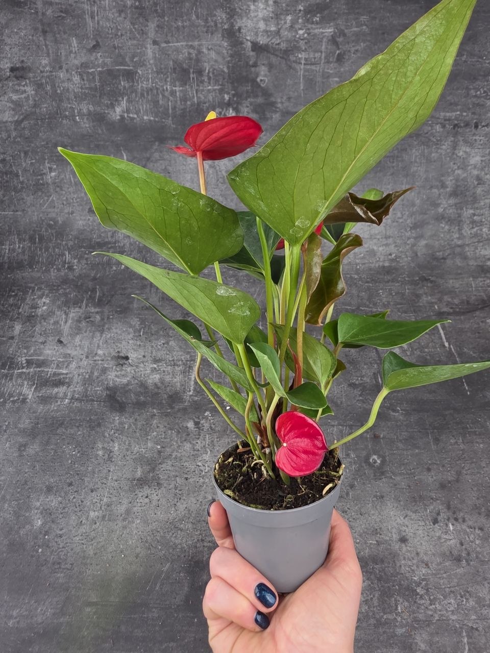 Anthurium Diamond Red červená