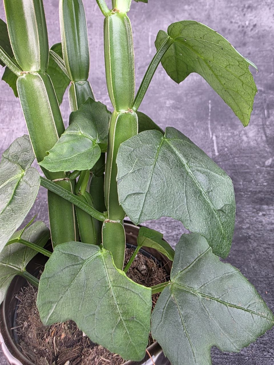  Cissus Quadrangularis 12 cm