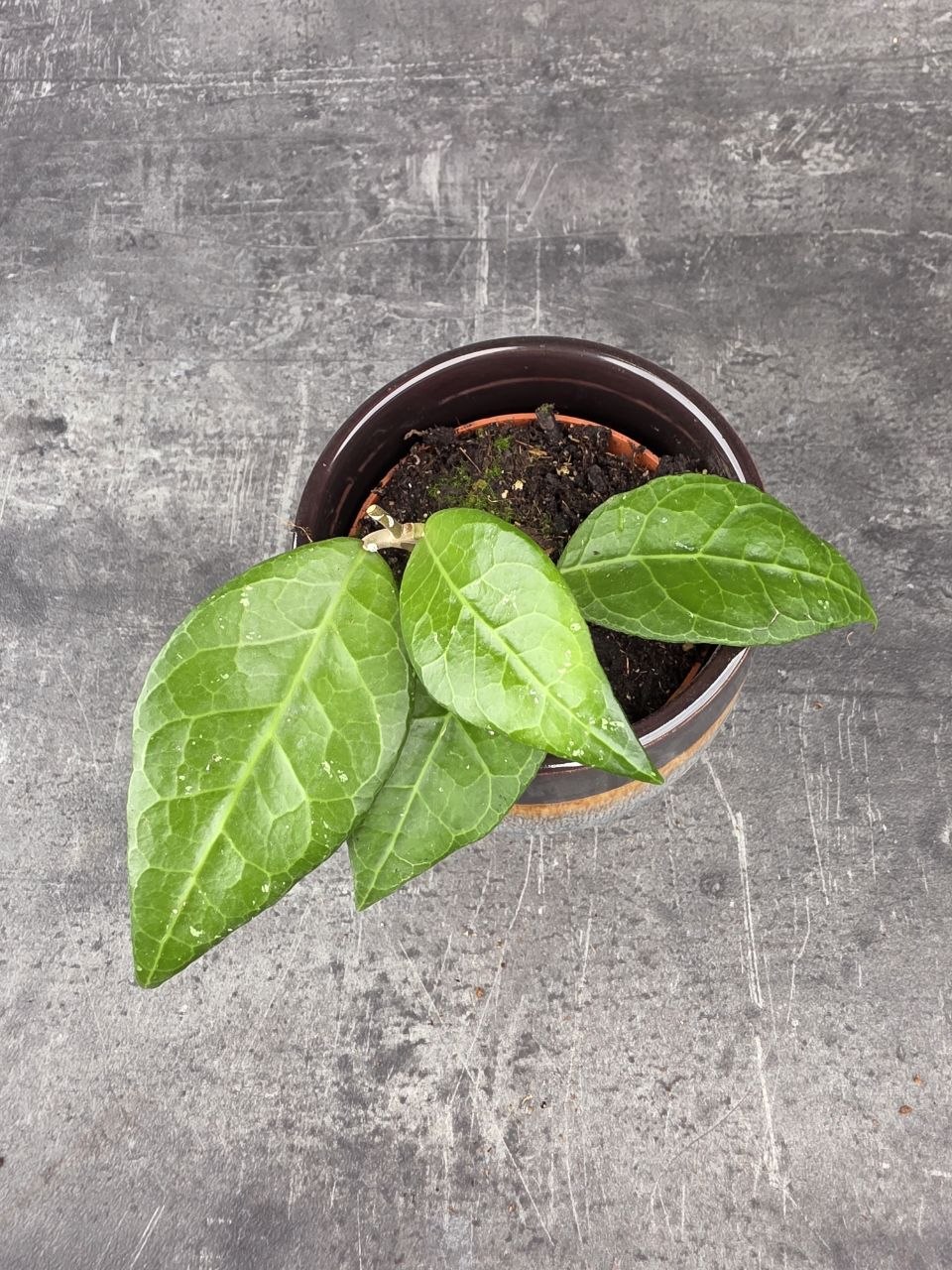 Hoya Verticillata