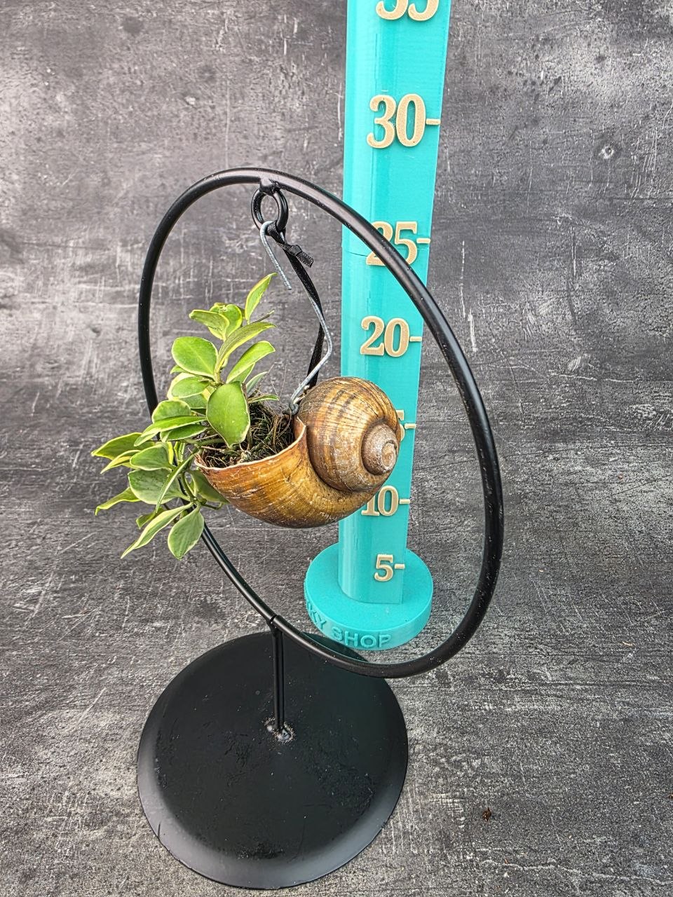 Hoya ve šnečí ulitě a černém kulatém stojanu Hoya heuschkeliana variegata (3)