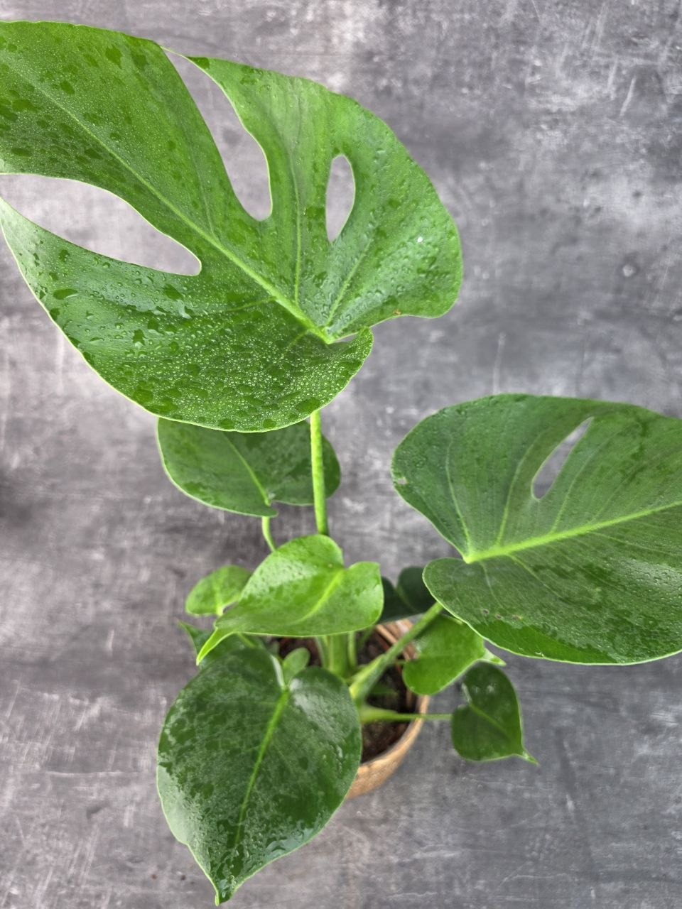 Monstera Deliciosa 14 cm