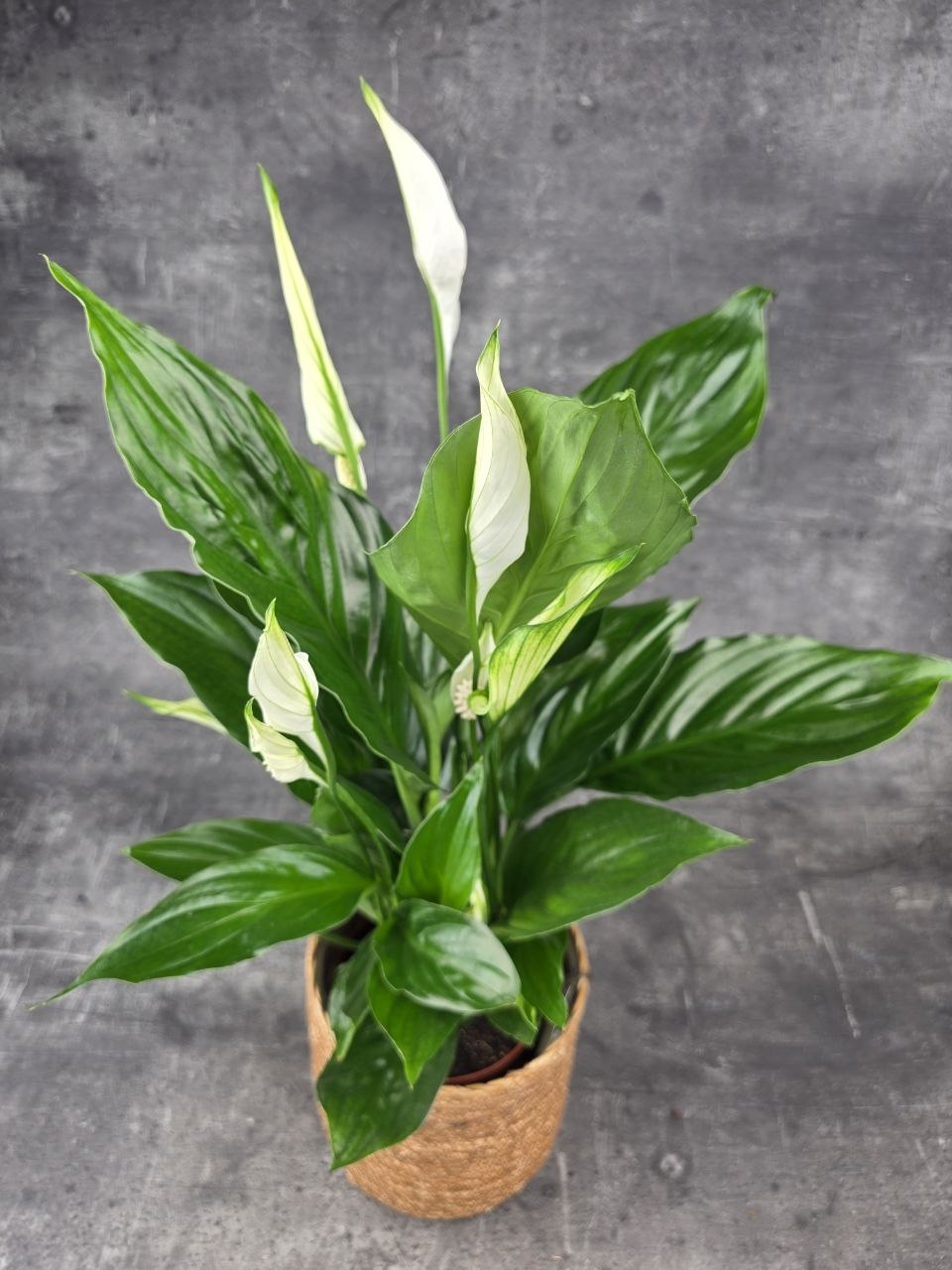 Spathiphyllum Sweet xl