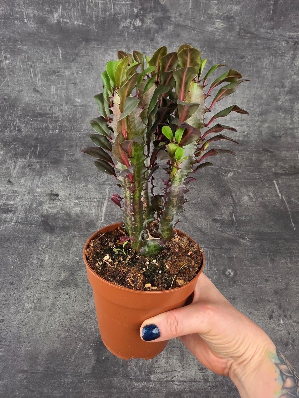 Euphorbia Trig Rubra