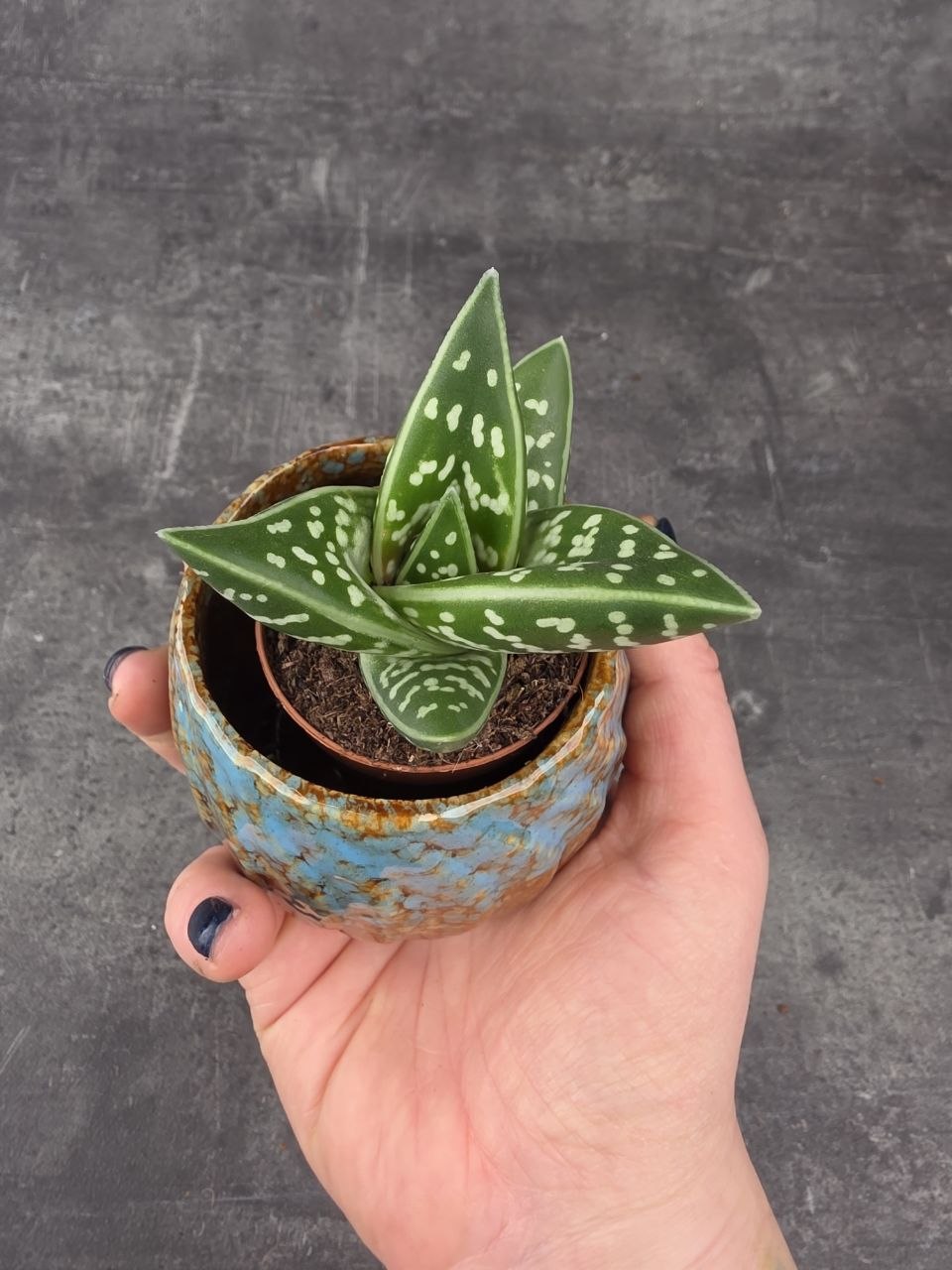 Aloe Variegatta mini